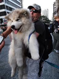  Buddy Are You A Malamute Or A Teddy Bear Alaskan Malamute Puppies Malamute Puppies Cute Dogs Breeds