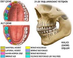 Genel Bilgiler Septum Dental