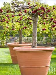 Buy dwarf fruit trees online. Grow Your Own Apples Dwarf Fruit Trees Potted Trees Fruit Garden