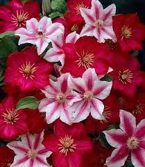 Maybe you would like to learn more about one of these? Clematis Nelly Moser Ville De Clematis Waldrebe Bei Baldur Garten