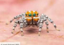 Stack of books clipart 18. Australia Discovers A New Spider Named Nemo After The Cartoon