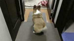 Check spelling or type a new query. Corgi Gifs Get The Best Gif On Giphy