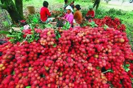We did not find results for: Panen Mencapai 500 Kg Pohon Ini 9 Kiat Menanam Rambutan Rapiah