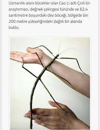 Dunyanin En Uzun Bocegi Cin De Bilgi Alintilari Bilgi Karti Gercekler