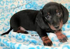 Dachshund dogs adopted on rescue me! Dachshund Puppies For Sale In Jacksonville Florida Classified Americanlisted Com
