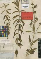 Image result for Dissotis princeps