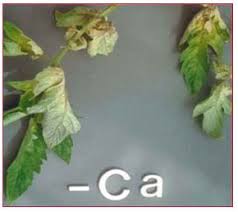 Essential tomato plant nutrient deficiencies and toxicities. Tomato Crop Guide Nutrients Deficiency Symptoms Plant Nutrients Growing Tomatoes Growing Organic Tomatoes