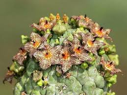 Image result for Urochloa marlothii