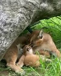 Pin By Asia Bies On Animaux Videos Video In 2020 Cute Funny Animals Cute Animals Cute Baby Animals