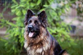 Large long coat german shepherds puppies for sale. Long Haired German Shepherd Facts Size Temperament Care