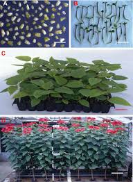 Check spelling or type a new query. Tissue Culture Of Ornamental Pot Plant A Critical Review On Present Scenario And Future Prospects Sciencedirect