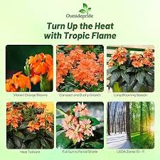 Image result for Crossandra fruticulosa