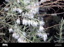 Image result for Eriocephalus racemosus