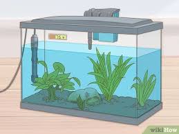 That's plenty of space for such a small fish. How To Care For Guppies 13 Steps With Pictures Wikihow