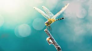The most notable spiritual meaning of a dragonfly is transformation and metamorphosis, and coincidently death is also a symbol of change and. 25 Dramatic Dragonfly Nicknames From Around The U S Mental Floss