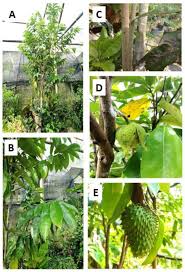 Image result for Annona muricata