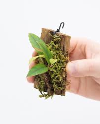 Image result for Begonia longipetiolata