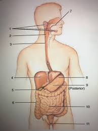 Figure 34 1 Organs Of The Digestive System Diagram Quizlet