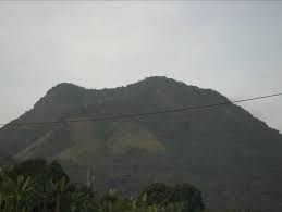 Image result for Strephonema mannii