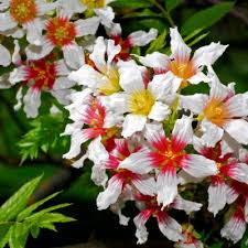 Image result for Sapindaceae