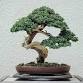 Bonsai Club – Learning Together at Inland Bays event image
