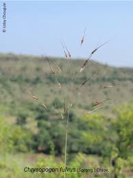 Image result for Chrysopogon