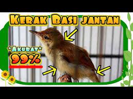 Cara Membedakan Kerak Basi Ramai Jantan Pada Usia Anakan Youtube