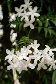 Pin On Gorgeous Garden Plants