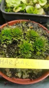 Image result for Genlisea africana