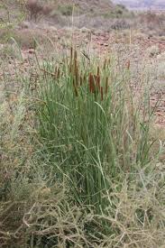 Image result for Typha capensis