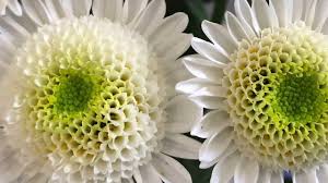 Feb 01, 2021 · before you buy a bouquet﻿, check out these flower meanings for popular blooms like roses, tulips, lilies, and peonies, to make sure you send the right message. Chrysanthemum Flowers Varieties Of Mums For The Garden And For Cut Flowers Youtube