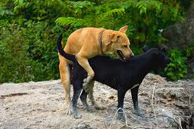 Image result for dogs having sex