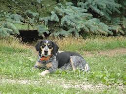 Miniature bernedoodle puppies for sale at lancaster puppies. Bluetick Coonhound Puppies For Sale In Pa 2021 At Puppies Api Ufc Com