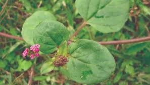 Image result for Dicoma capensis