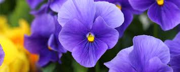 Common meadow violets range in color from white to blue to purple. February Birth Flower More Violet Proflowers