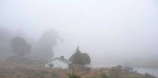 Image result for Schizochilus sulphureus