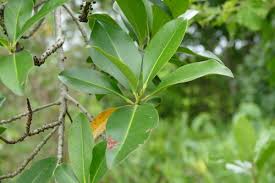 Image result for Rapanea