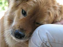 Dogs Make Us Happier And Now We Know Why The Dog People By Rover Com