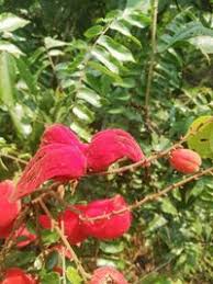 Image result for Cnestis