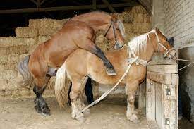 Check spelling or type a new query. Basic Techniques Of Handling Stallions Equimed Horse Health Matters
