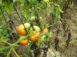 Image result for tomato seedling early blight