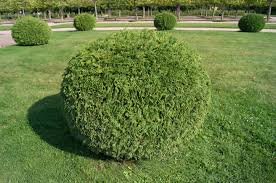 Wann und wie schneidet man thuja ? Thuja Als Kugel Schneiden So Bringen Sie Den Lebensbaum In Form