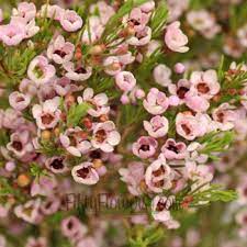 Bulk Light Pink Wax Flowers Have Many Blooming Flowers Per Stem Making It A Very Attractive Filler F Wax Flowers Cheap Wedding Flowers Wedding Flowers Peonies
