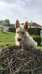 The west highland white terrier, commonly known as the westie, is a breed of dog from scotland with a distinctive white harsh coat with a somewhat soft white undercoat. My Baby Scottish Terrier Scottie Dog Scottie Puppies Scottish Terrier