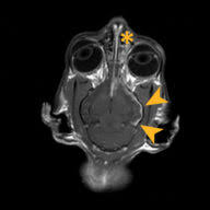 Image result for cuterebriasis in dogs