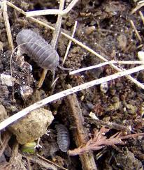 If you have pill bugs in the home, garage or basement, inside treatments will be necessary. Sowbugs And Pillbugs
