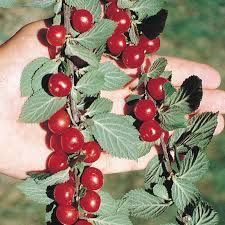 Check spelling or type a new query. Nanking Bush Cherry Gurney S Fruits