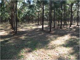 It does well in poor, dry, heavy clay soils where other pines will not grow. Harvesting Pine Straw For Profit Questions Landowners Should Ask Themselves Alabama Cooperative Extension System