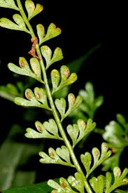 Image result for Asplenium dregeanum