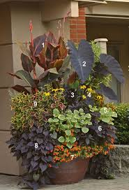 Tropicanna Black In Todd Holloway Container Garden Garden Containers Plants Container Plants